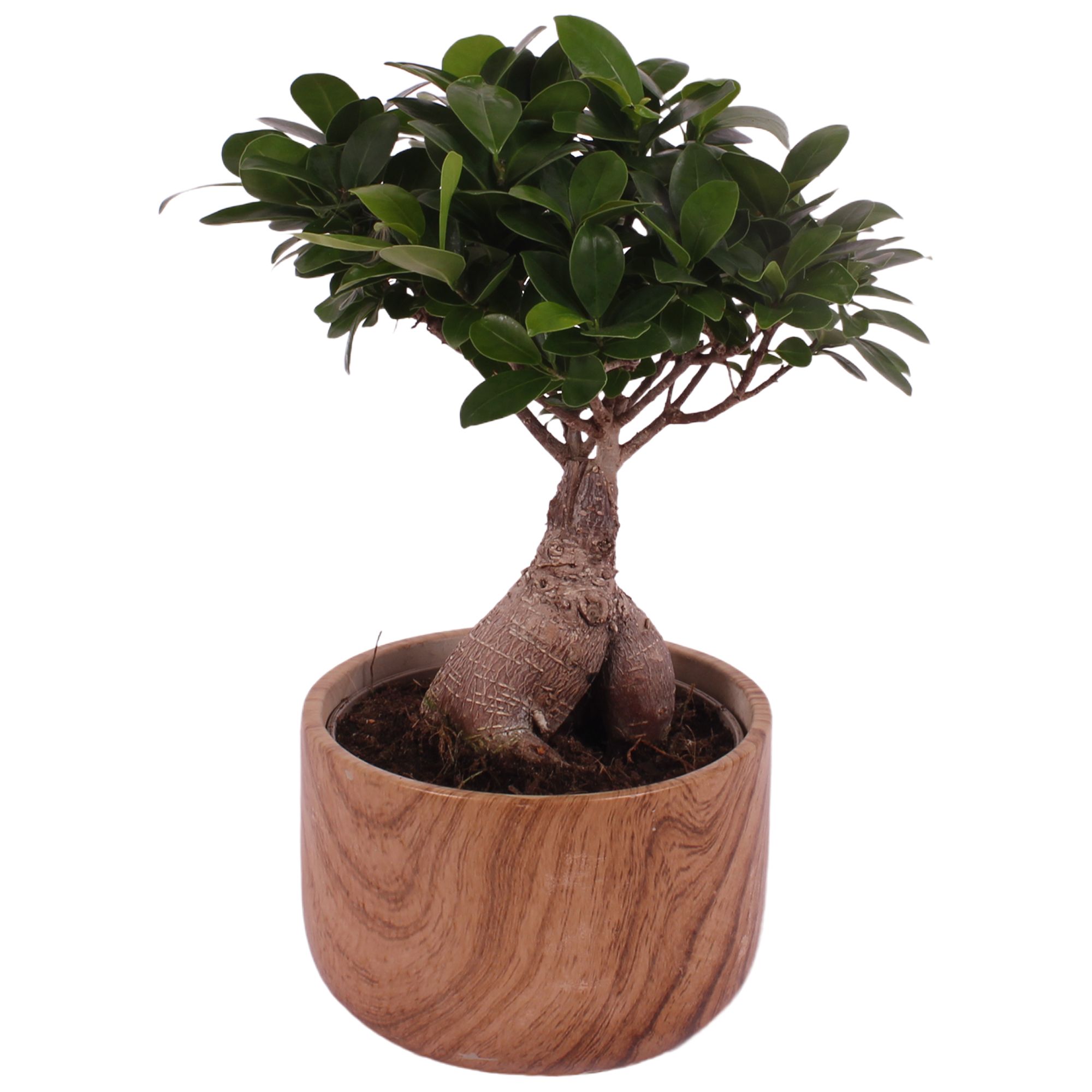 Ficus m. Ginseng Ball Shape Ø18cm in Ø20cm Ceramic NT565, D 20