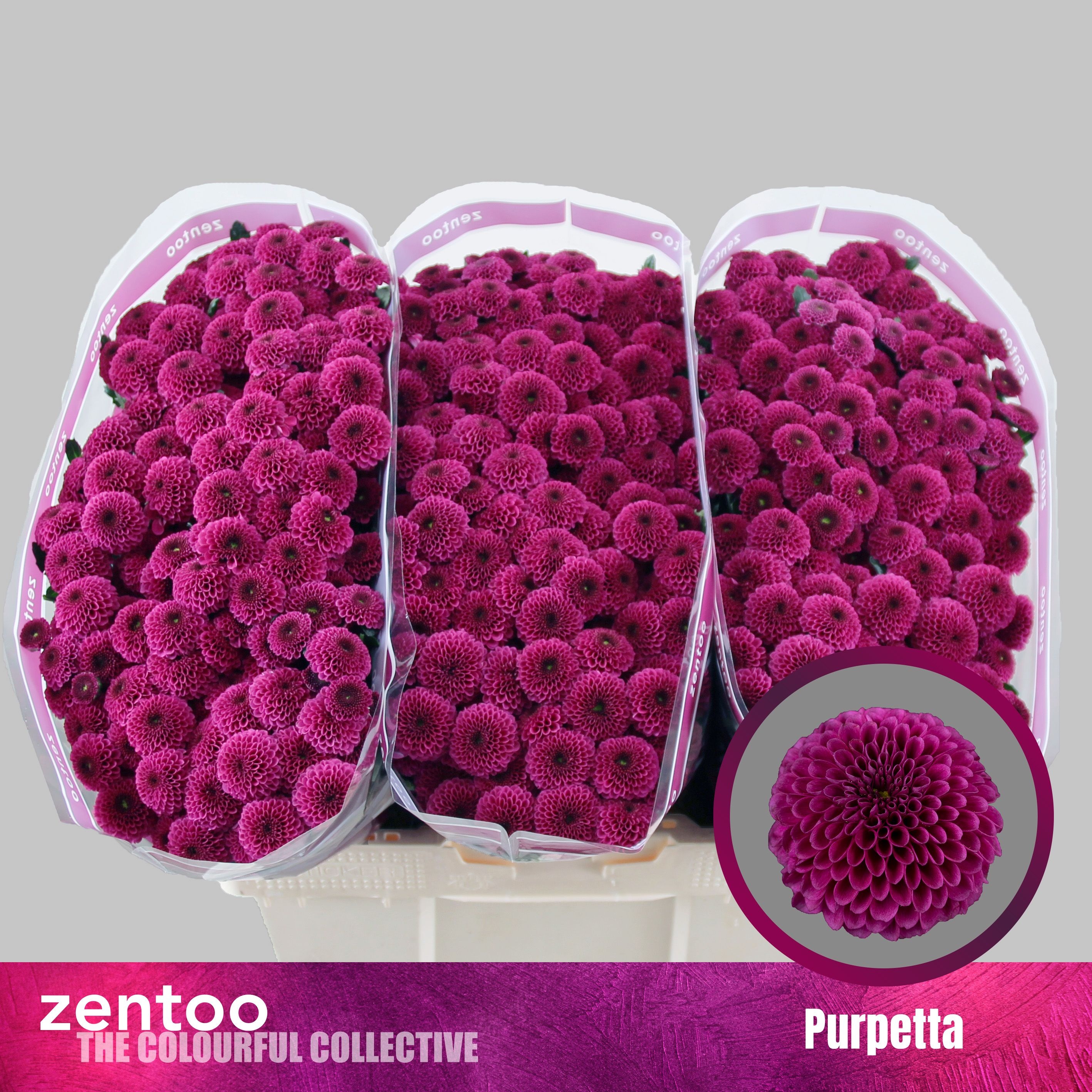 Сантини Пурпетта, шт. Сантини Пурпетта, шт.