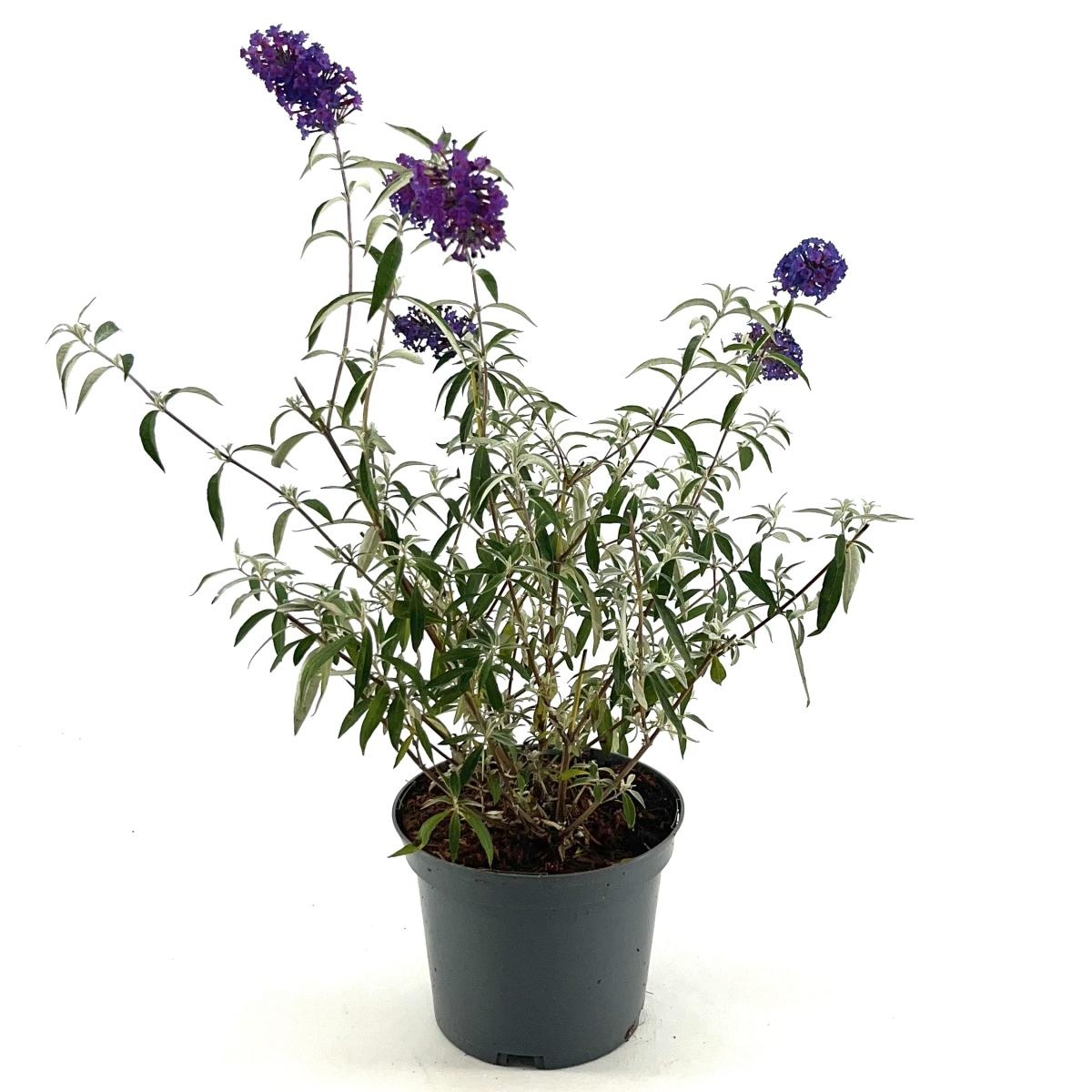 Buddleja d. 'Nanho Purple', D 19