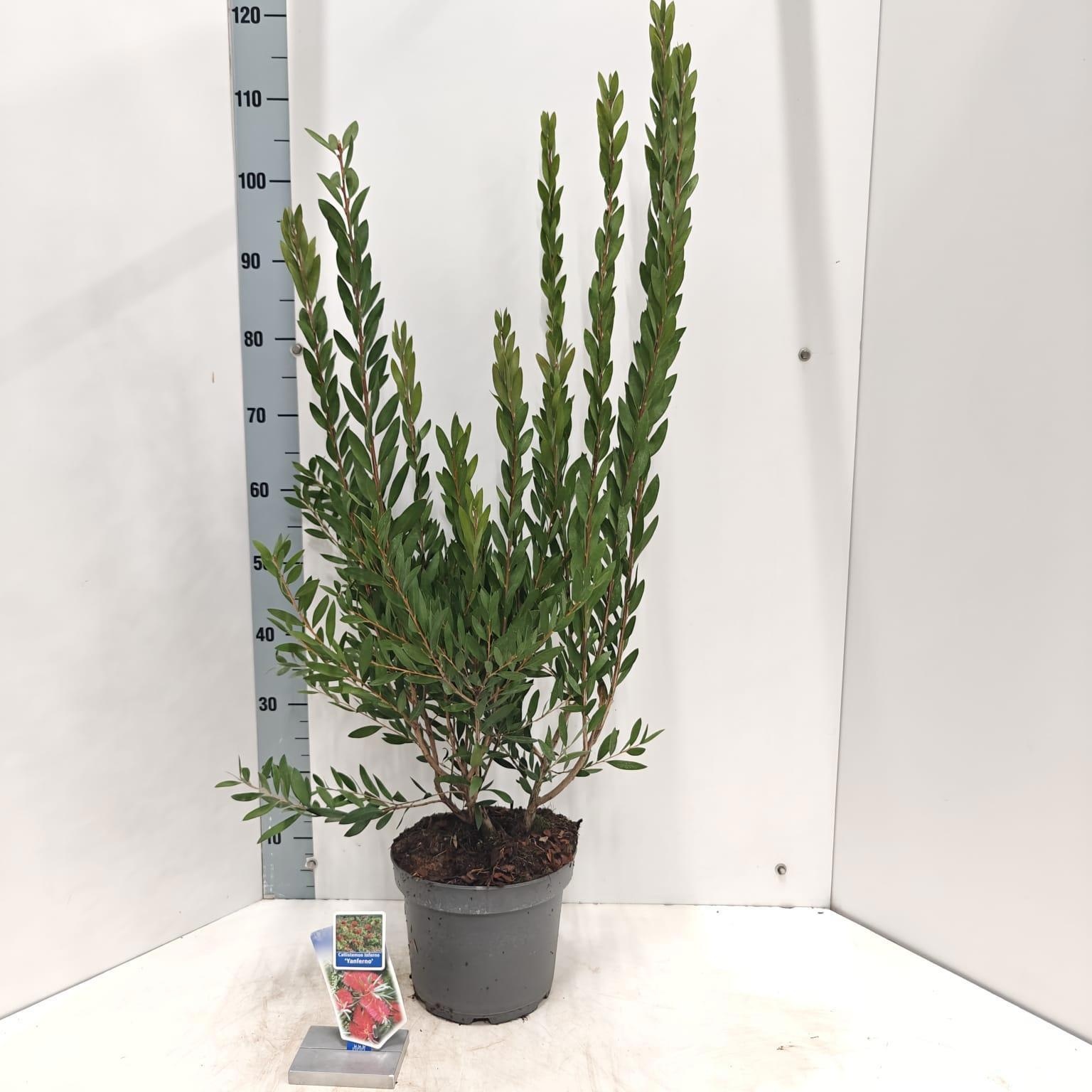 Callistemon viminalis INFERNO ('Yanferno'PBR), D 23