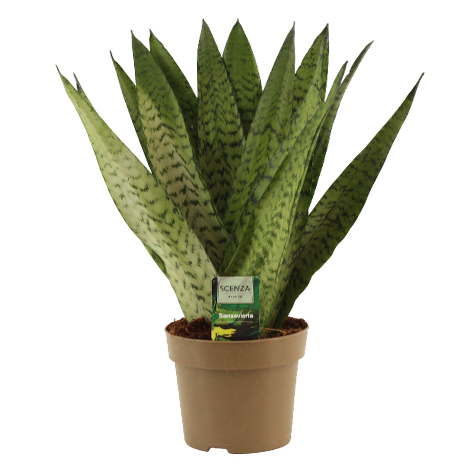 Sansevieria Zeylanica Fan 14 cm, D 14