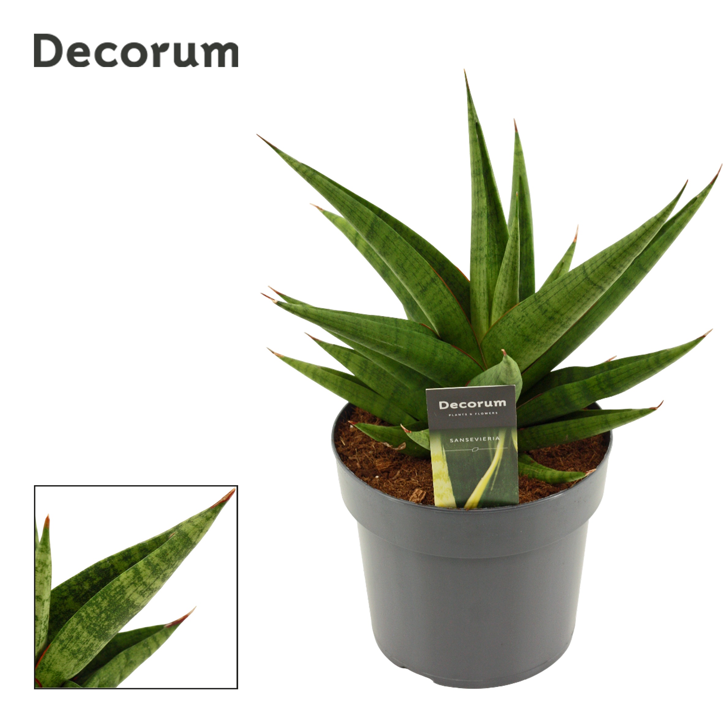 Sansevieria Snow Lotus Crown 17 cm (Decorum), D 17
