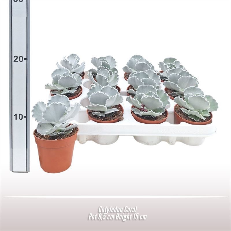 Cotyledon Coral, D 8,5