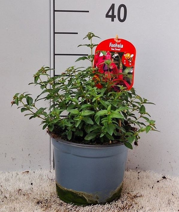 Fuchsia Hybrid, D 19