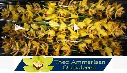 Цимбидиум Невада x6 80, шт.