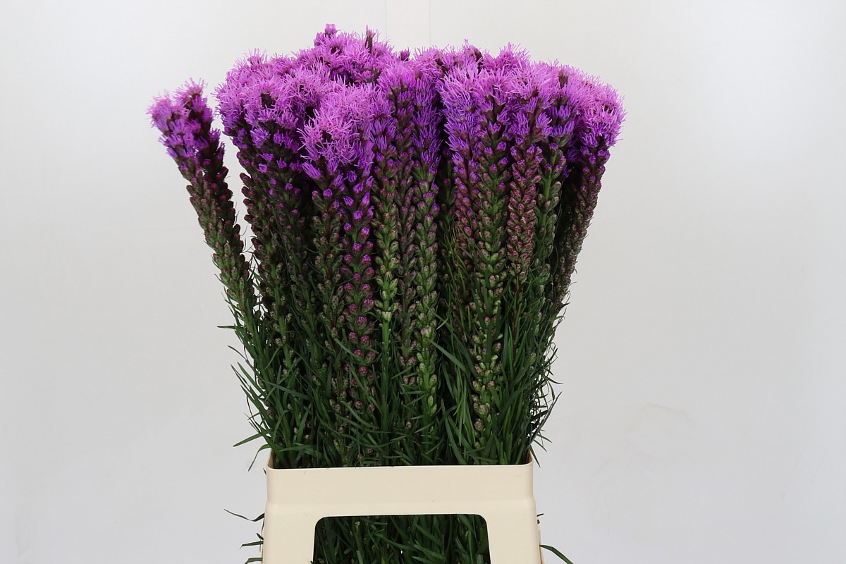 Лиатрис Спиката 70 (фиолет.), шт.