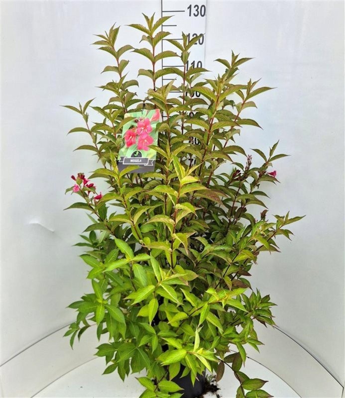 Weigela 'Bristol Ruby', D 29