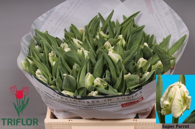 Тюльпан Пэррот Супер Пэррот (зелено-бел.), шт.