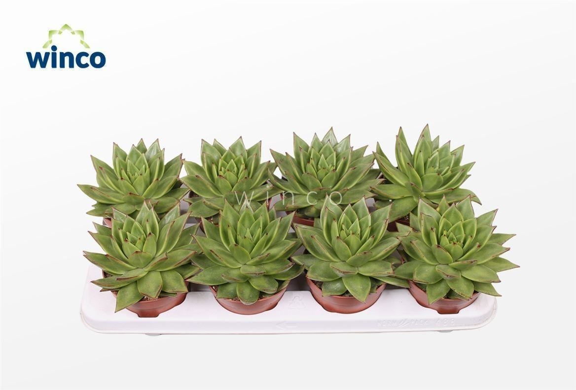 Echeveria Lipstick, D 12