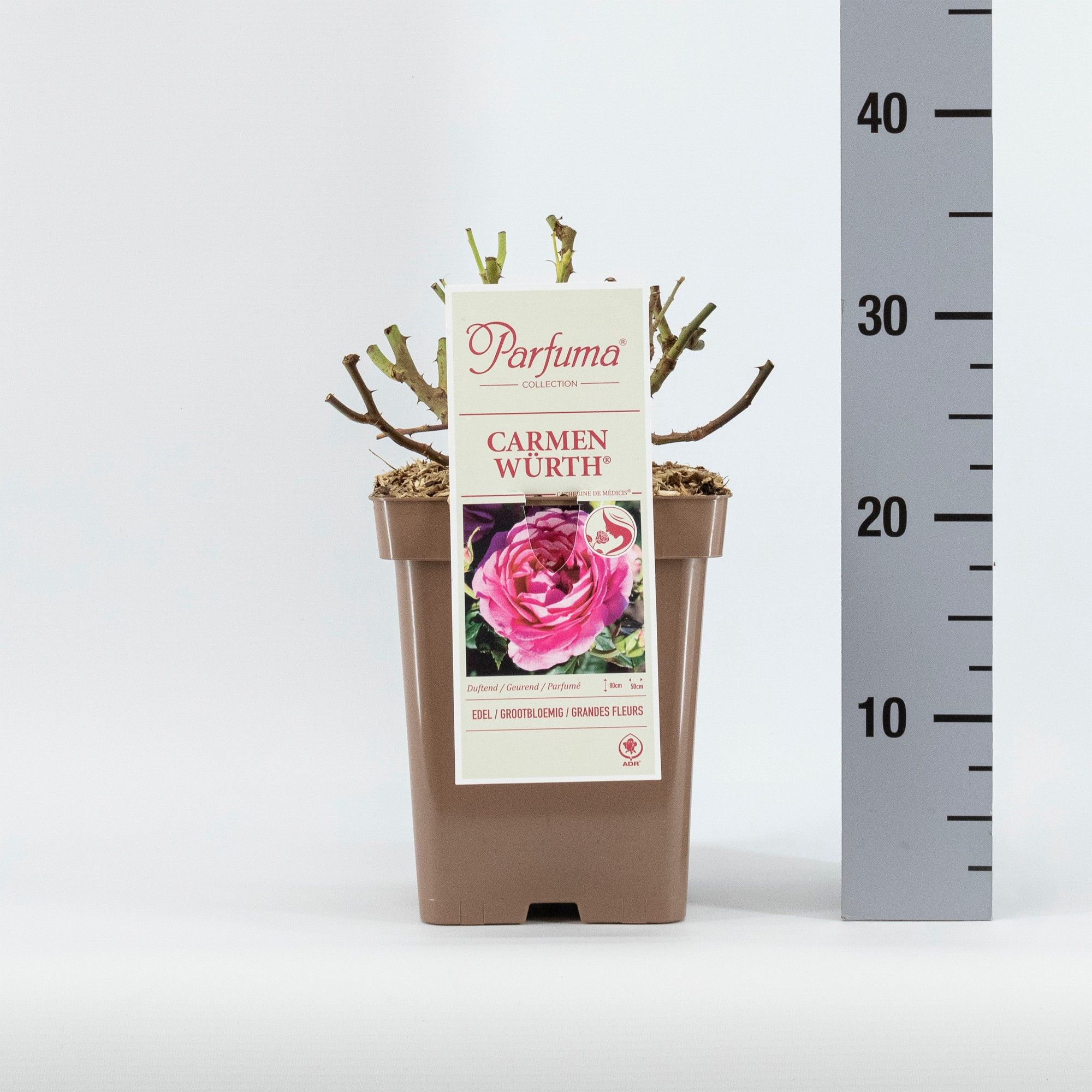 Rosa Parfuma (TH) Carmen Würth ®, D 23