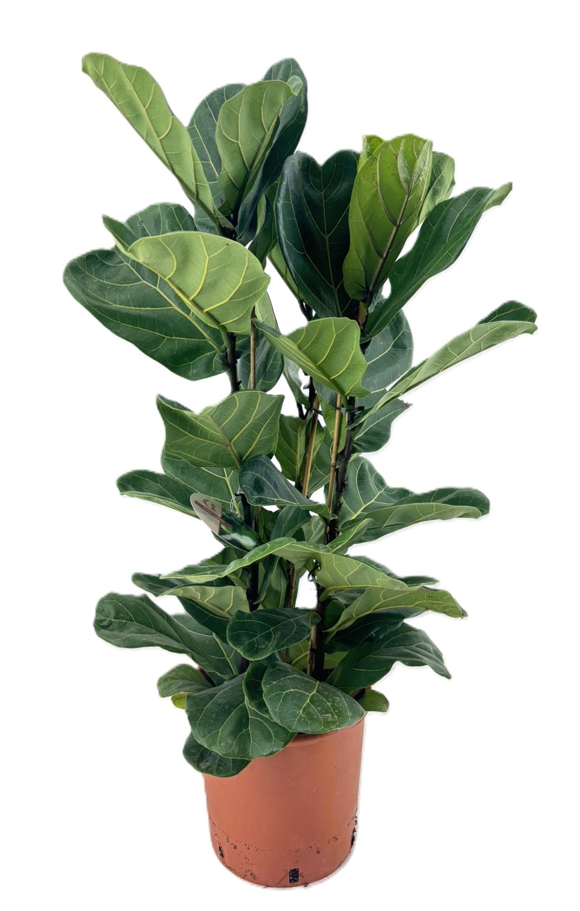 Ficus lyrata, D 24