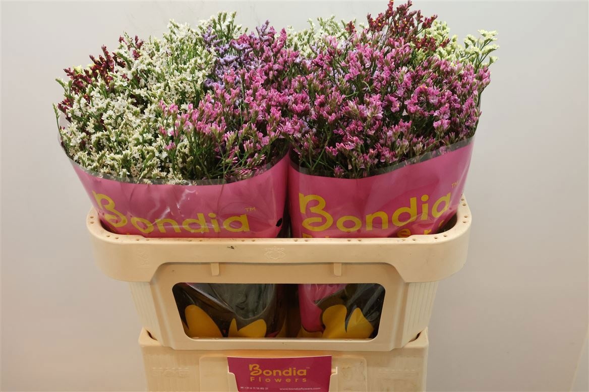 Лимониум Даймонд Микс 70, шт.