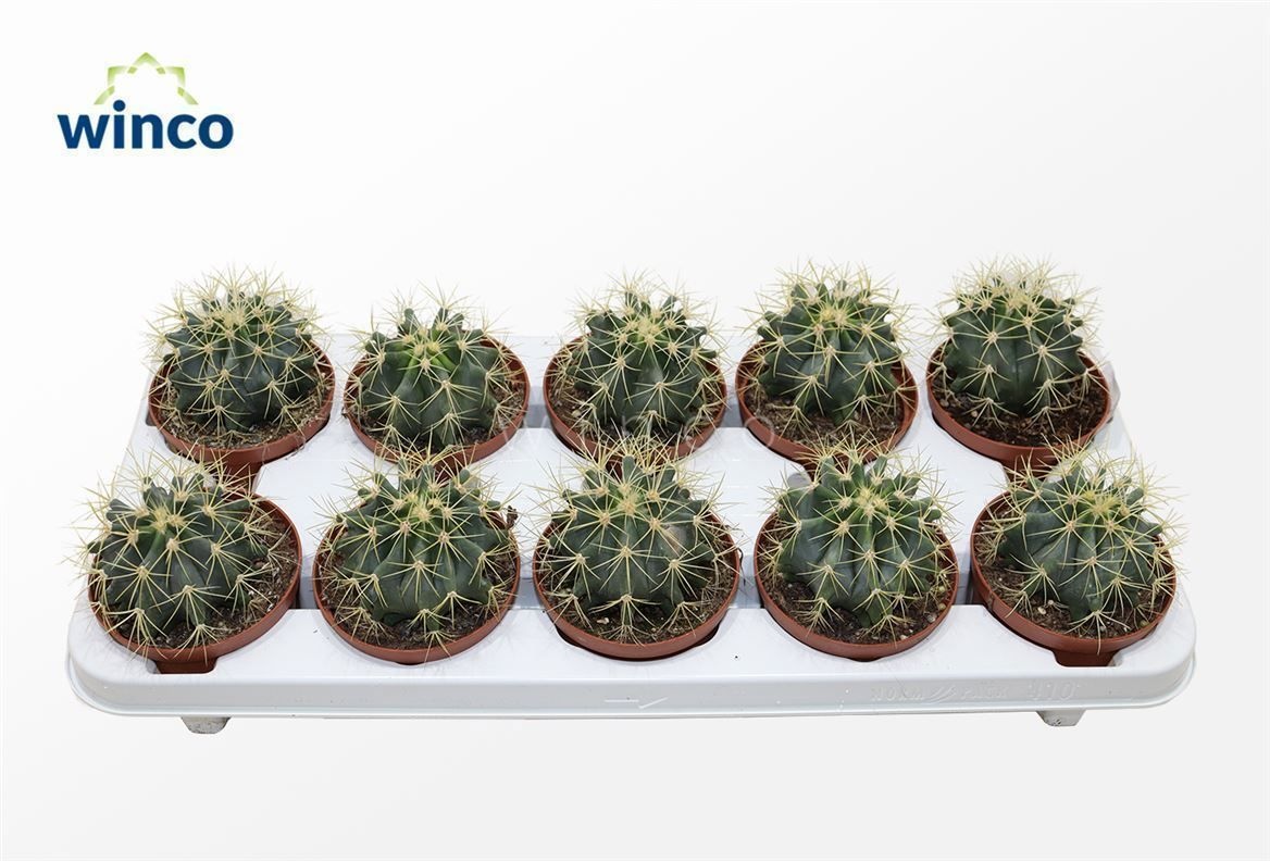 Ferocactus Glaucescens, D 10,5 cm