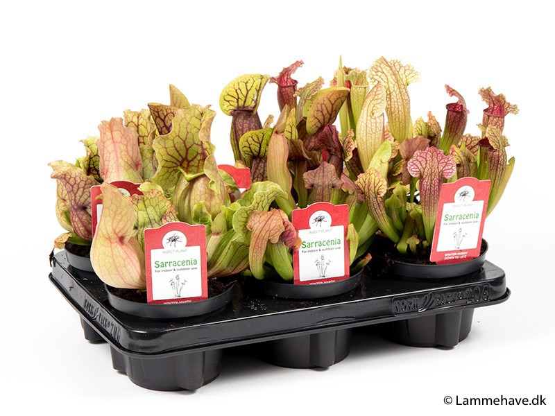 Sarracenia Mix, D 12