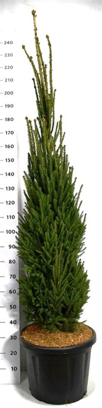 Picea a. 'Cupressina', D 48