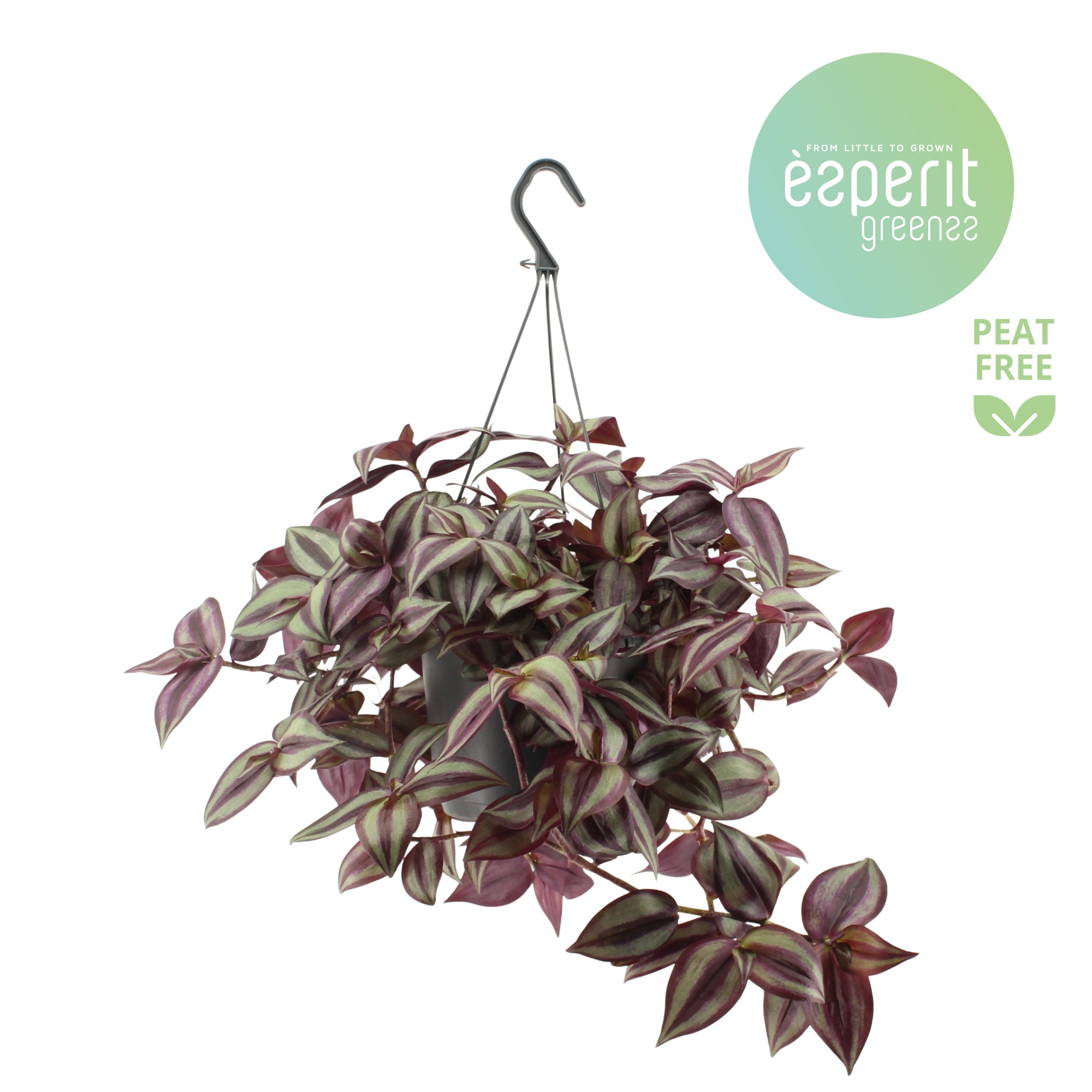 Tradescantia Zebrina Violet hangpot, D 17