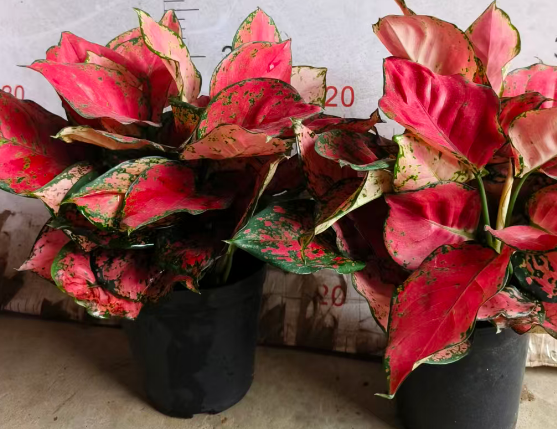 Аглаонема руи 15 30