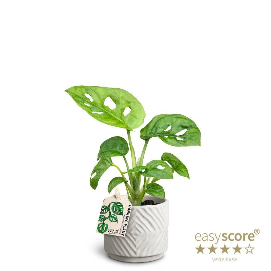 MONSTERA ADANSONII 40622025 Dune, D 7 cm MONSTERA ADANSONII 40622025 Dune, D 7 cm