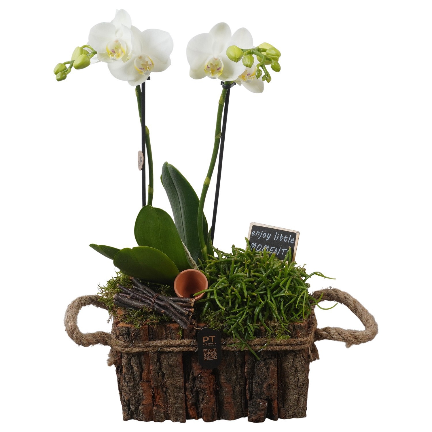 PTIB5281 Arrangement Indoor in houten bak, D 20