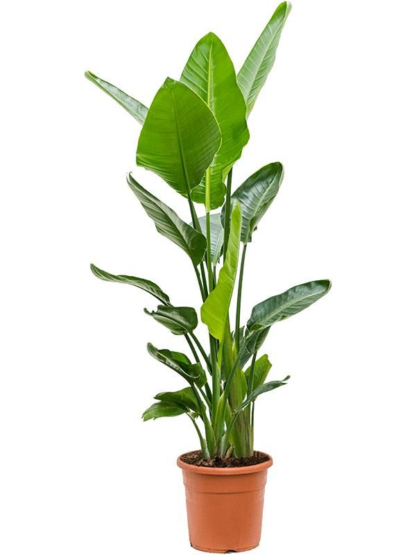 Strelitzia nicolai, D 24 cm