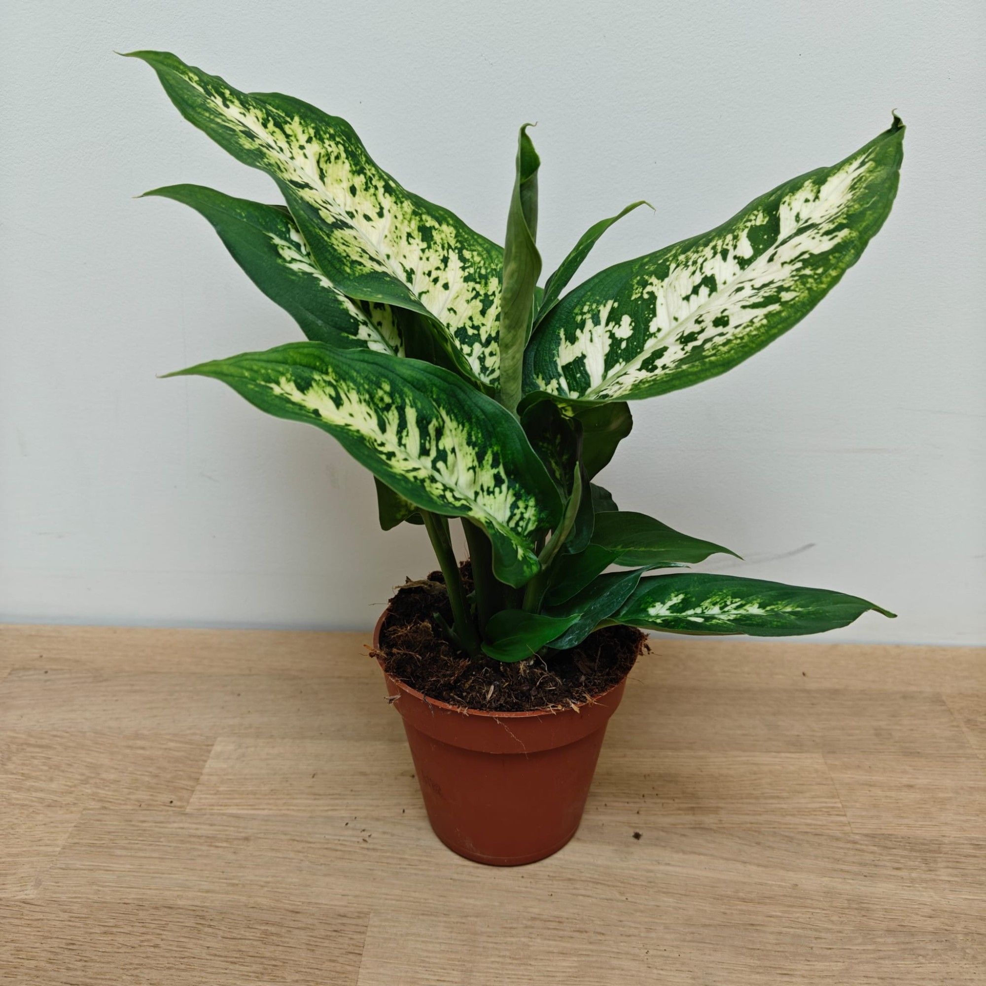 Dieffenbachia 'Compacta' P9, D 9