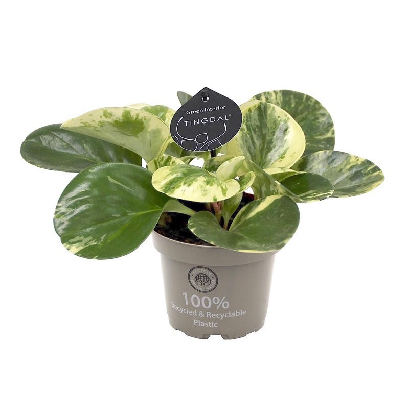 PEPEROMIA OBTUSIFOLIA 673512 'GREEN GOLD', D 12 cm