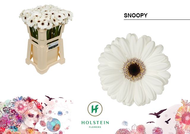 Гермини Снуппи, шт.