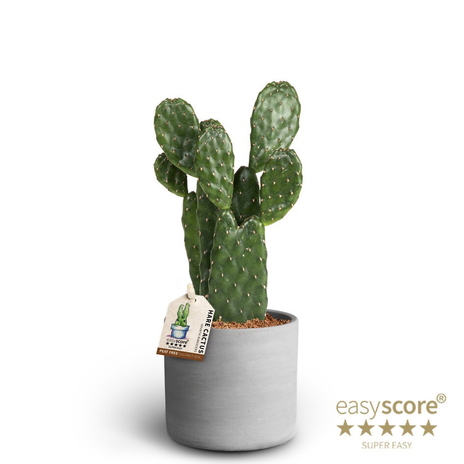 Raw Grey, Cactus Opuntia, D 10