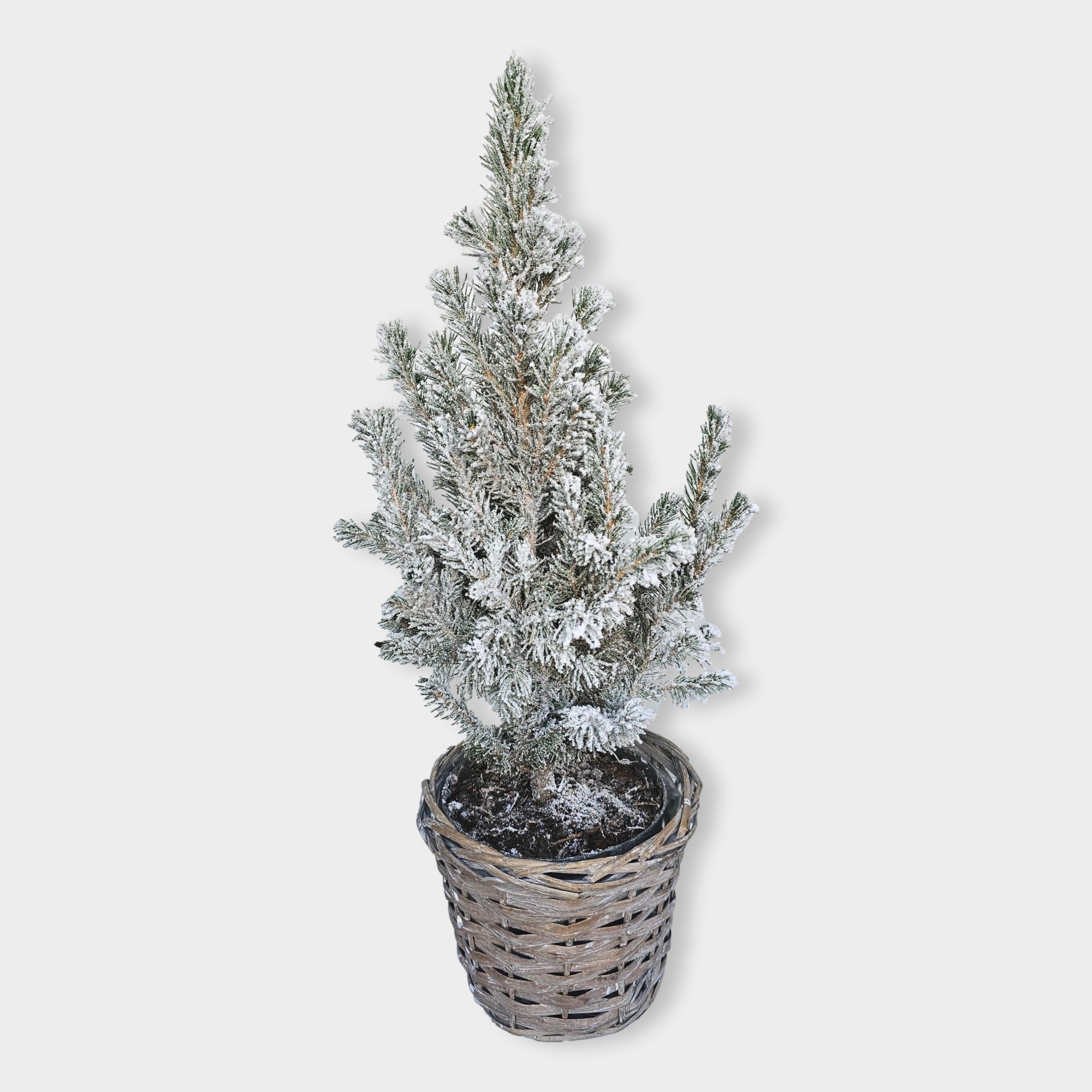 Picea glauca 'Conica' 55cm snowed in mand, D 15 cm