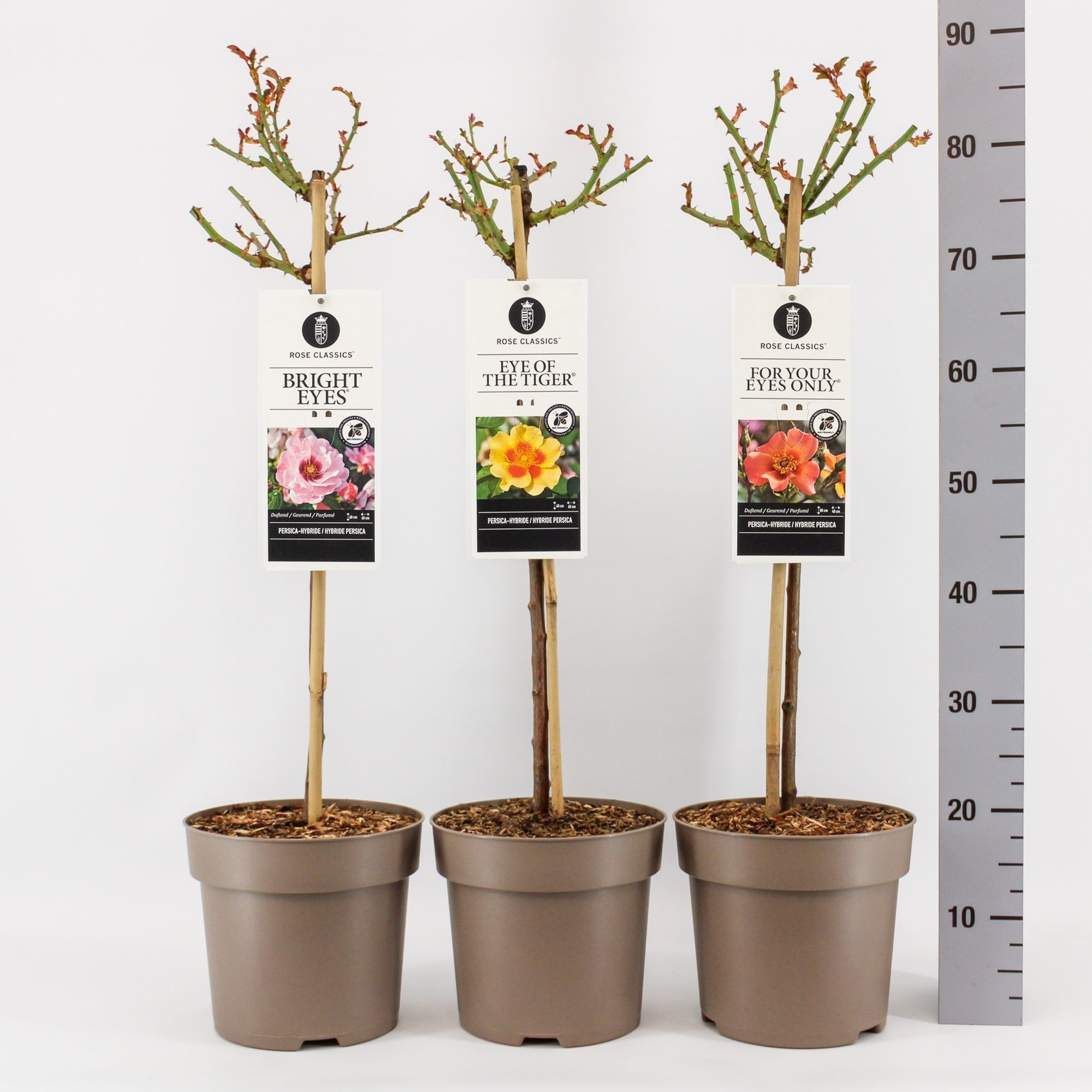 Rose Classics Persica mix, stam 50, C6, D 24