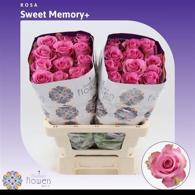 Роза од. Свит Мемори+ 60, шт.