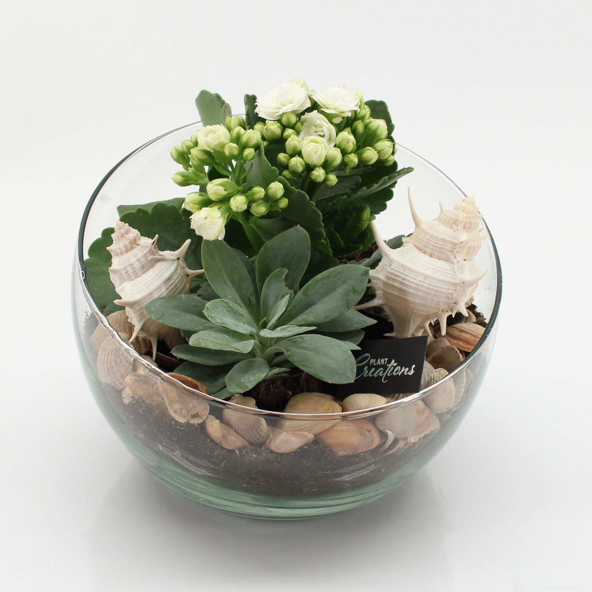 SFCR-2613 Summer Beach, D 18