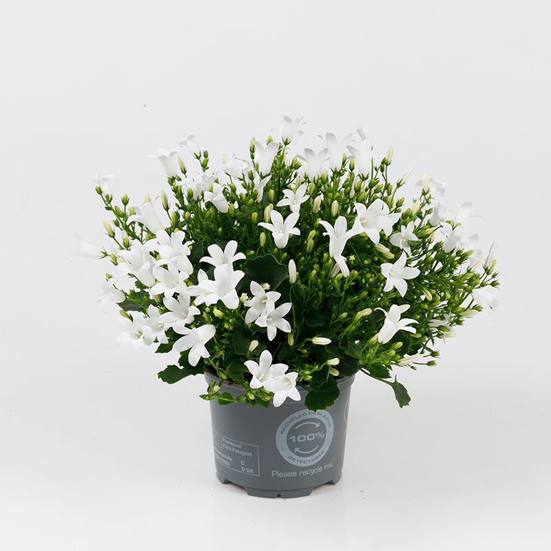 CAMPANU. PORTENSCHLAGIANA 'WHITE ROYAL', D 11