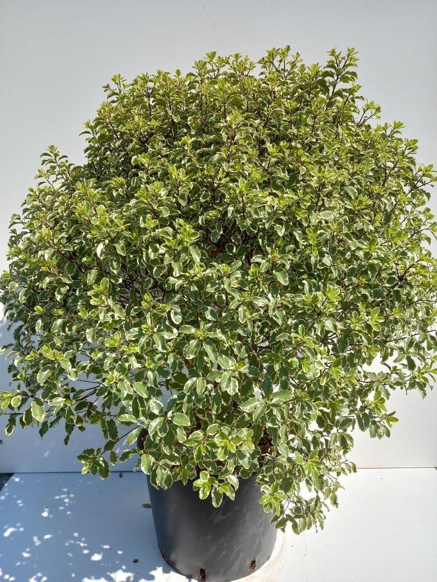 Pittosporum ten. 'Variegatum', D 40