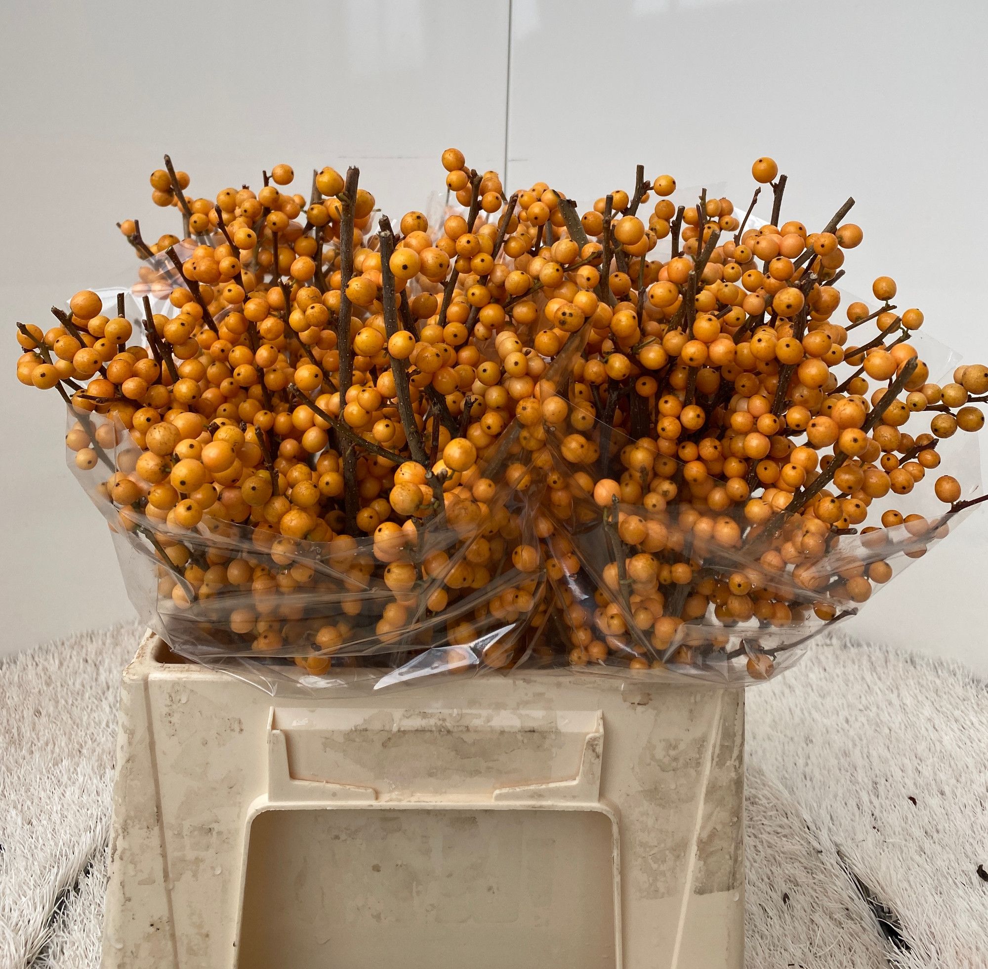 Илекс Голден Вербум 40, шт.