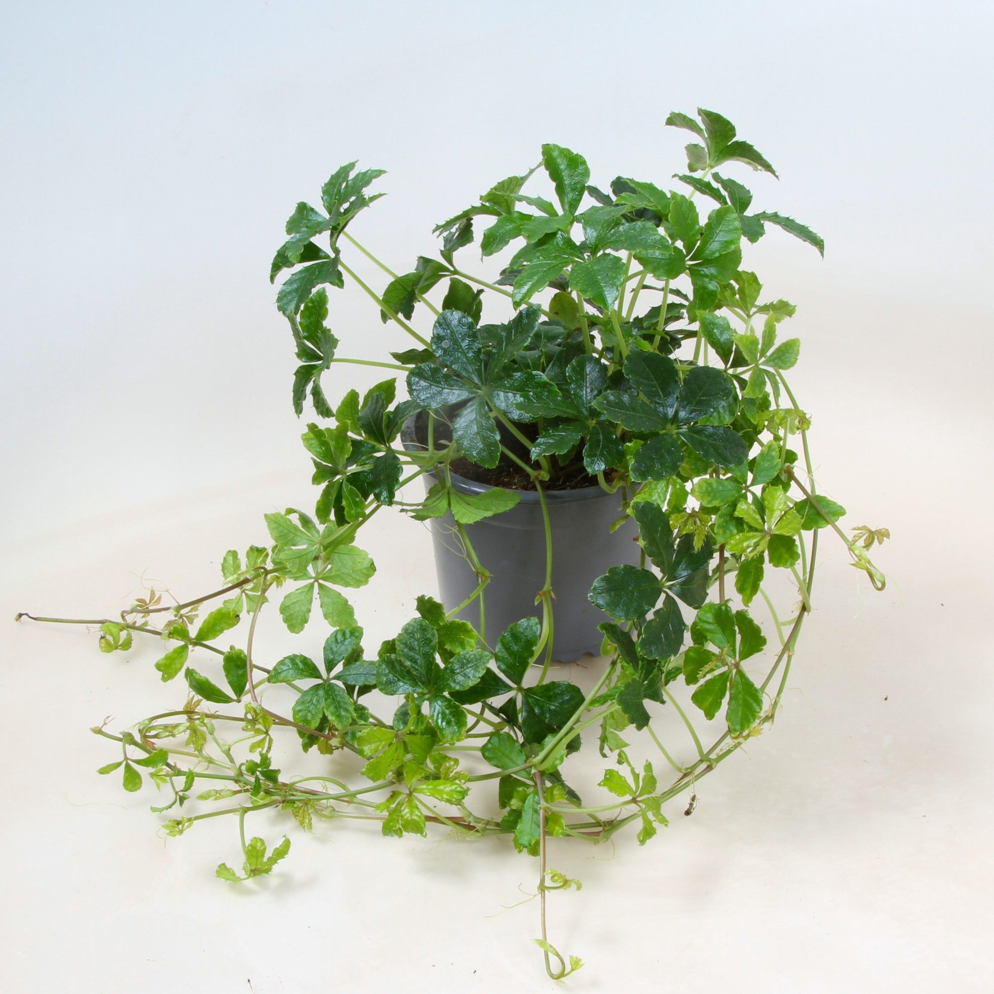 Cissus Striata ranks 9 cm, D 9 cm Cissus Striata ranks 9 cm, D 9 cm