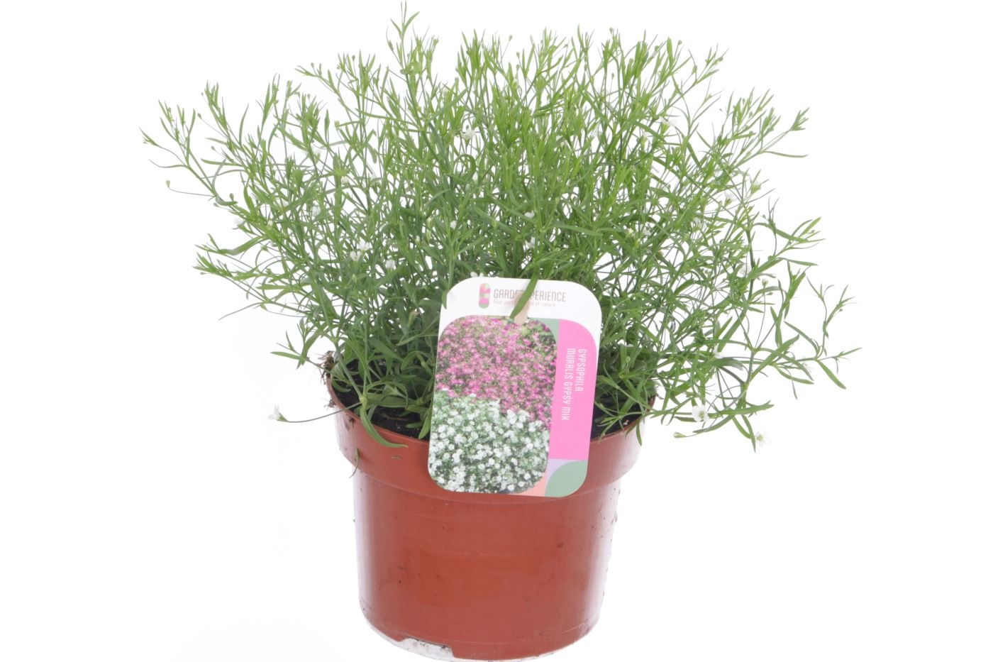 Gypsophila muralis Gypsy White, D 13