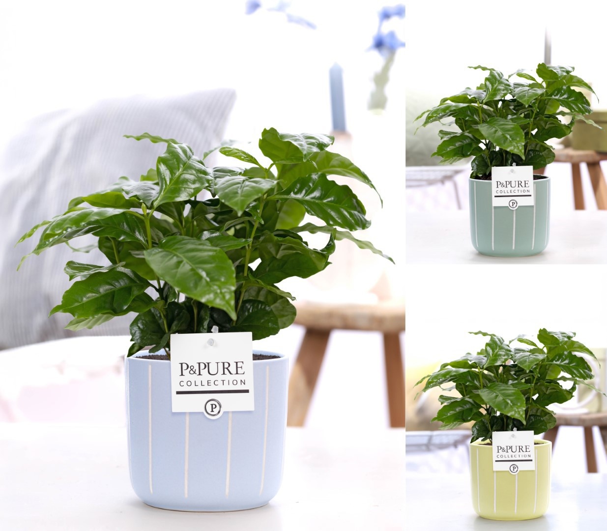 Coffea Arabica in P&PURE Fleur ceramics ass. 3, D 12