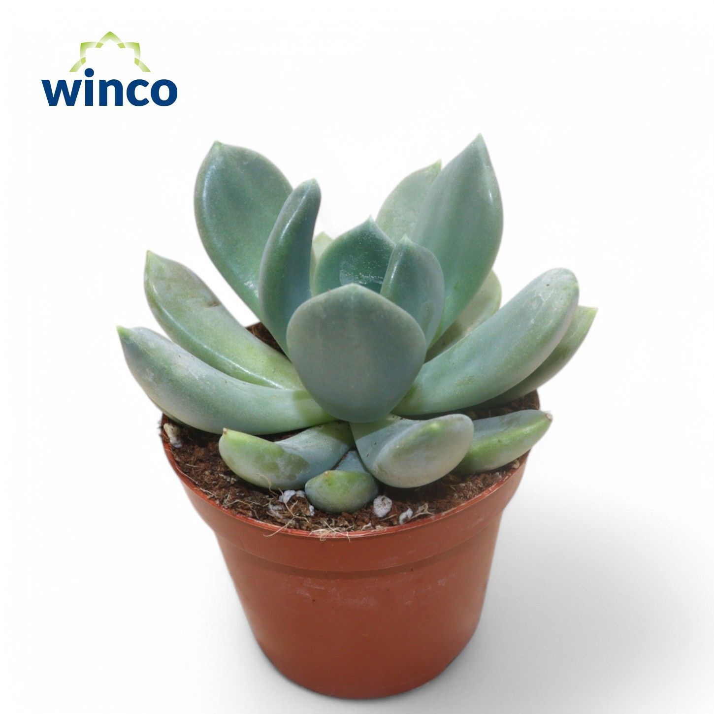 Pachyveria Grey Crown, D 8,5