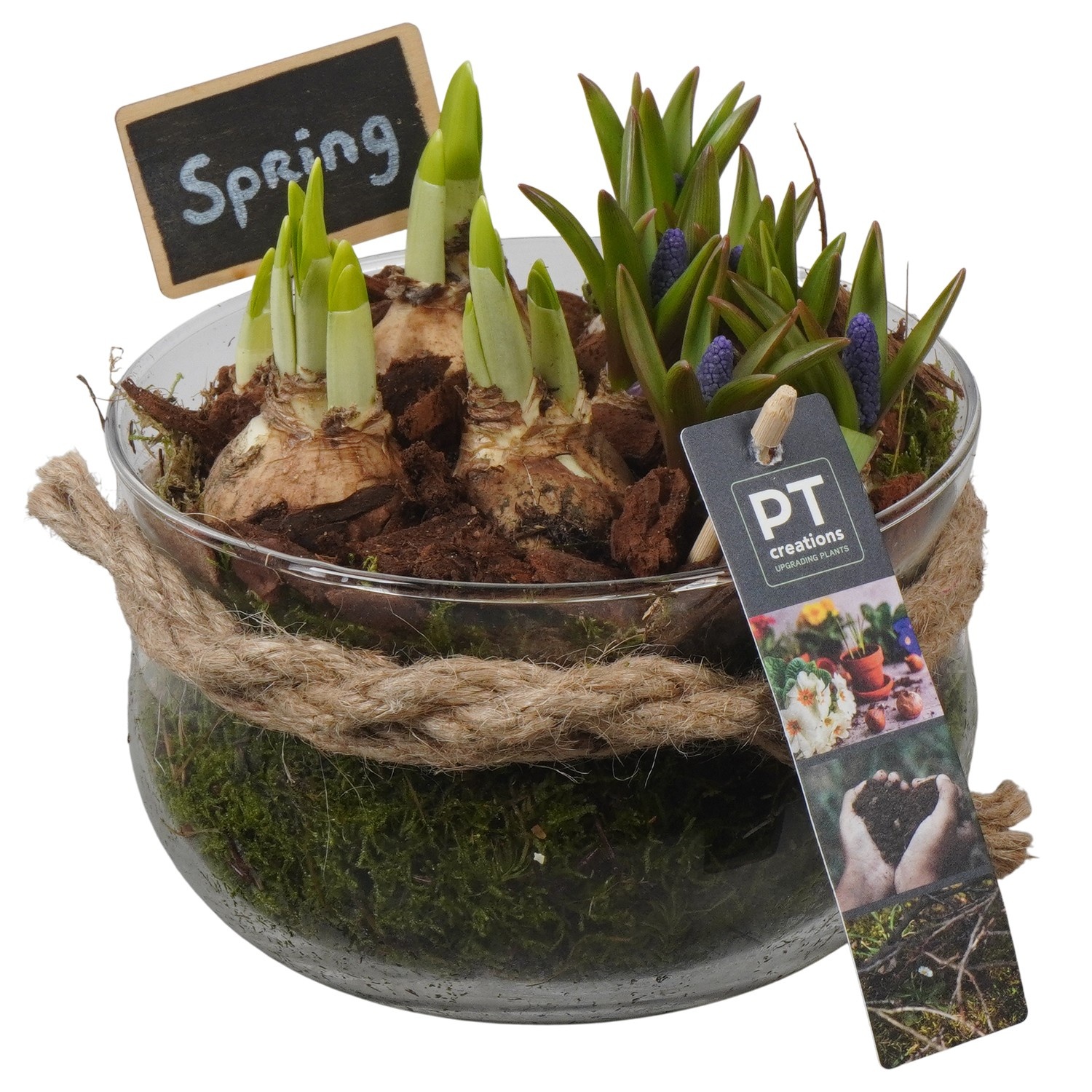 PTBM3954 Arrangement Flower Bulbs Mix in glas schaal, D 16