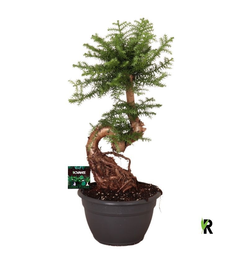 Araucaria bidwillii bonsai, D 26