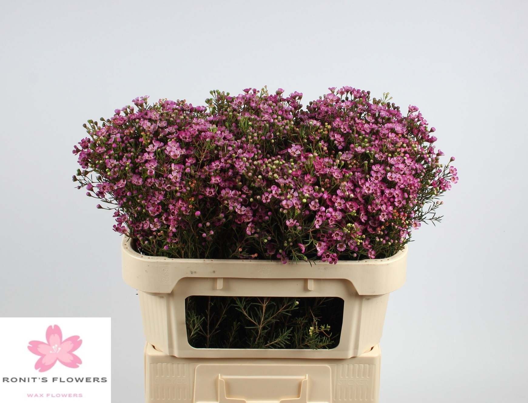 Шамелациум Юпитер 70 (ярко-роз.), шт.