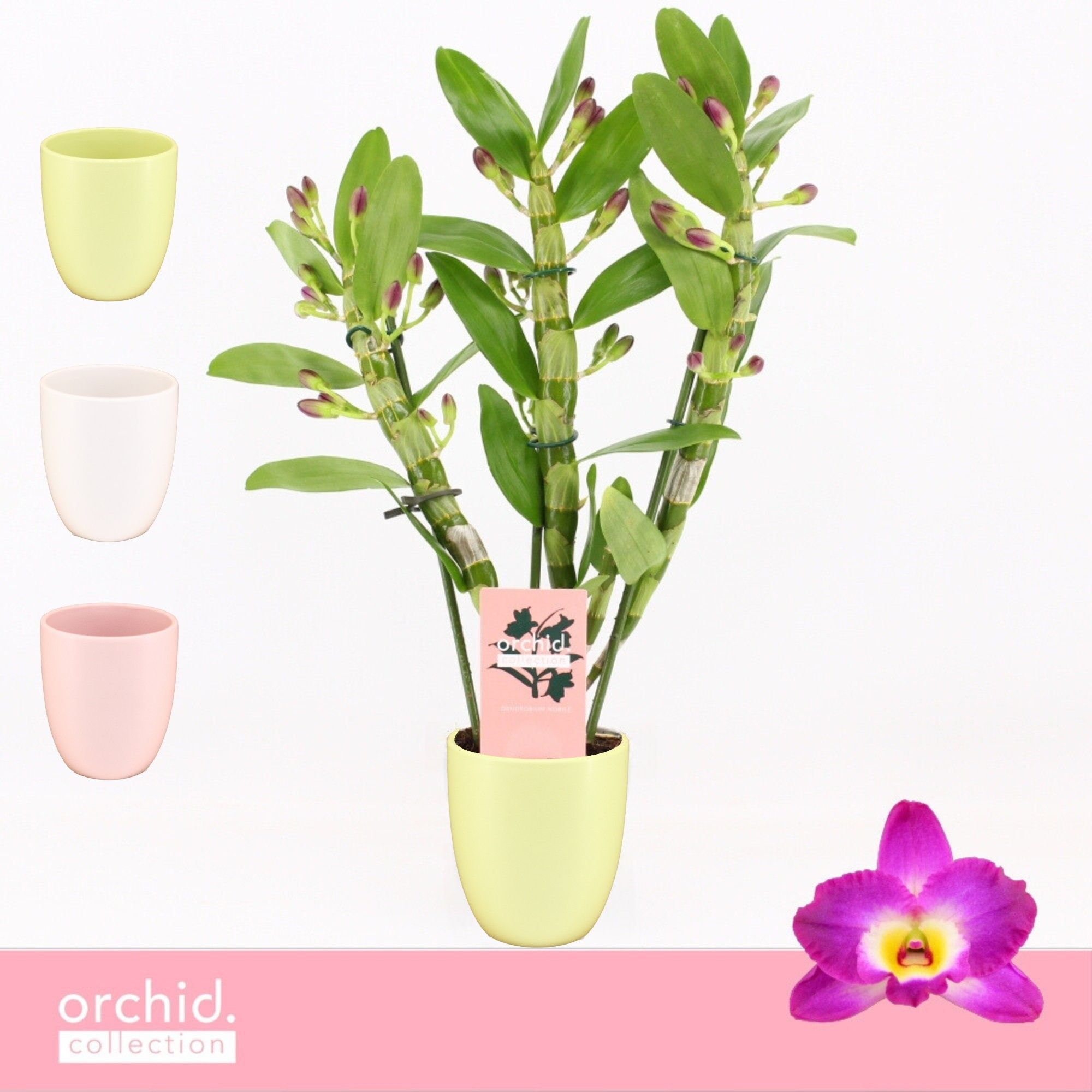 Dendrobium Nobilé, Akatsuki 3-spike Compact in Lotte Mix 'Orchid Collection', D 12