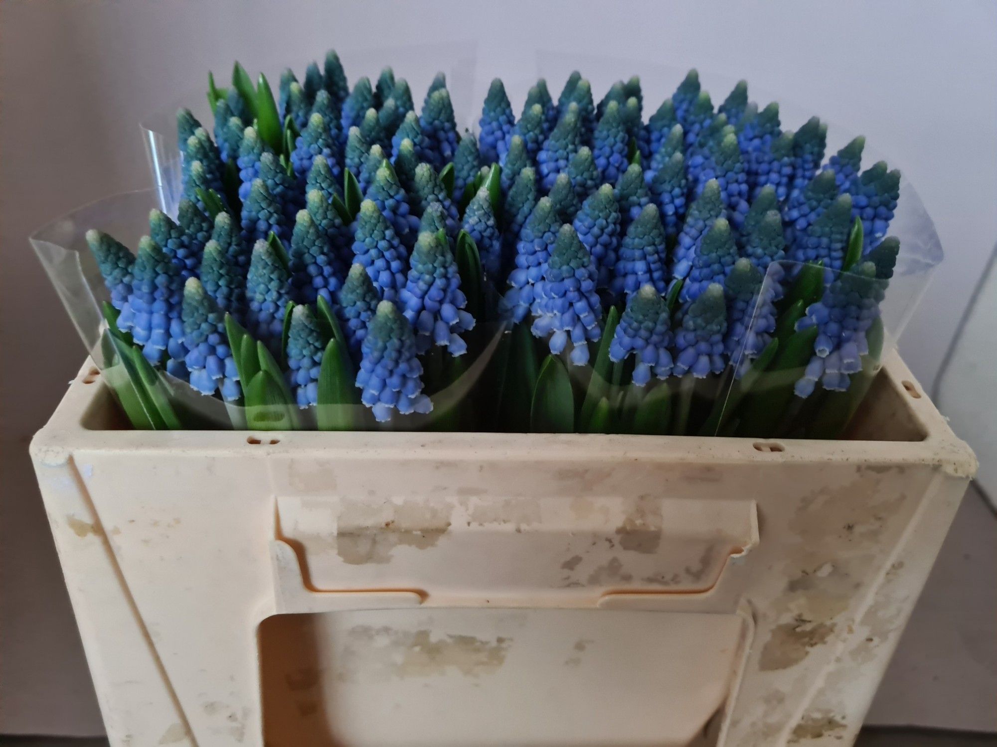 Мускари Карола (син.), шт.