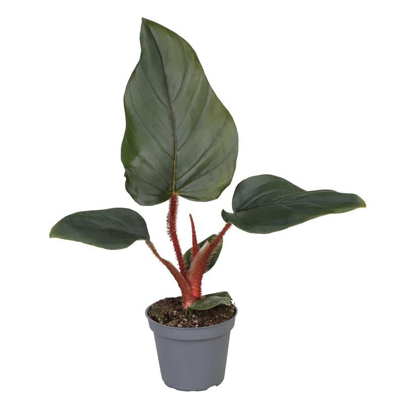 PHILODENDRON SQUAMIFERUM 6039, D 6 cm