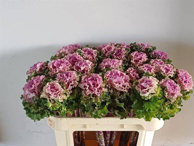 Брассика Крейн Рафл Роуз 70 (розово-зел.), шт.