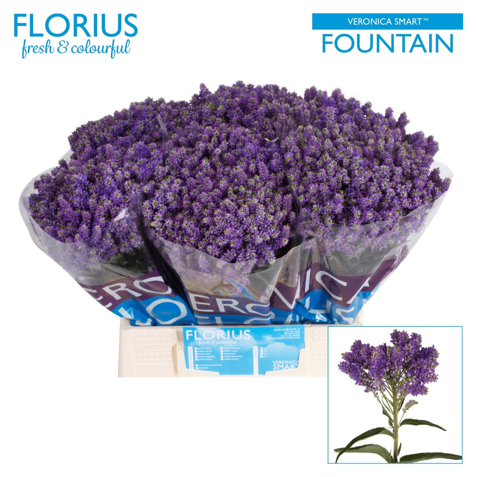 Вероника куст. Смарт Фонтейн 40 (син.), шт.