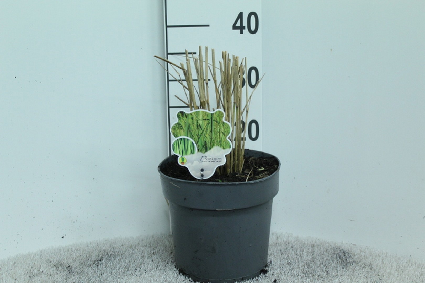 Panicum vir. 'Northwind' P23, D 23