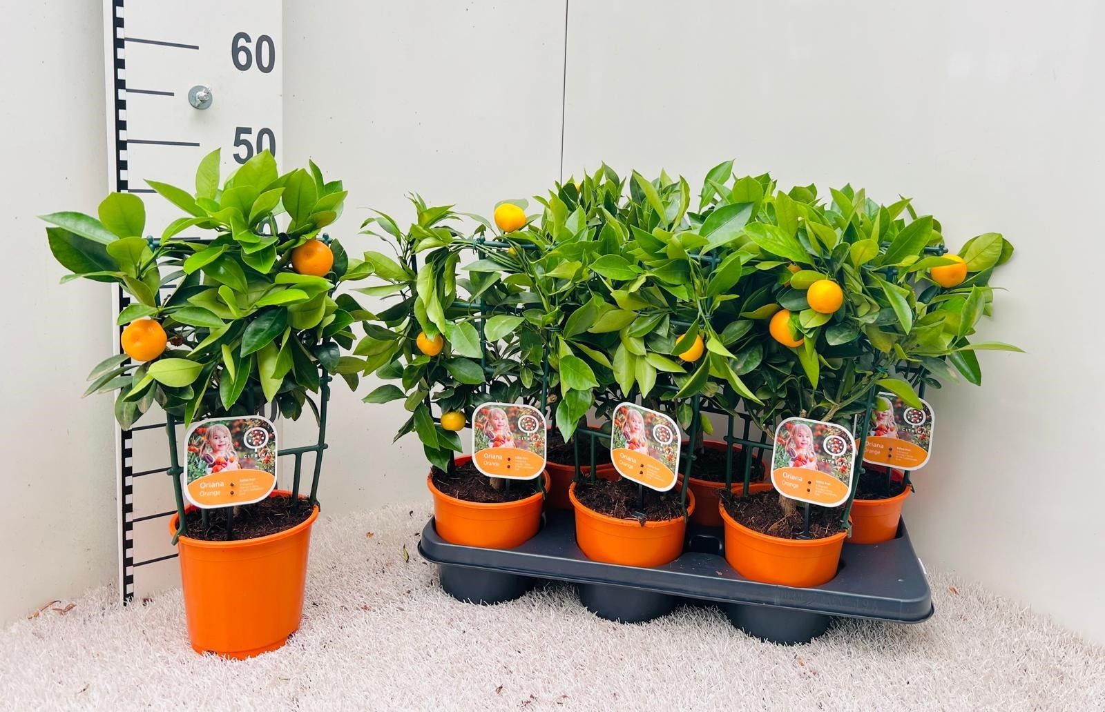 Citrus Calamondin rack/trellis, D 15