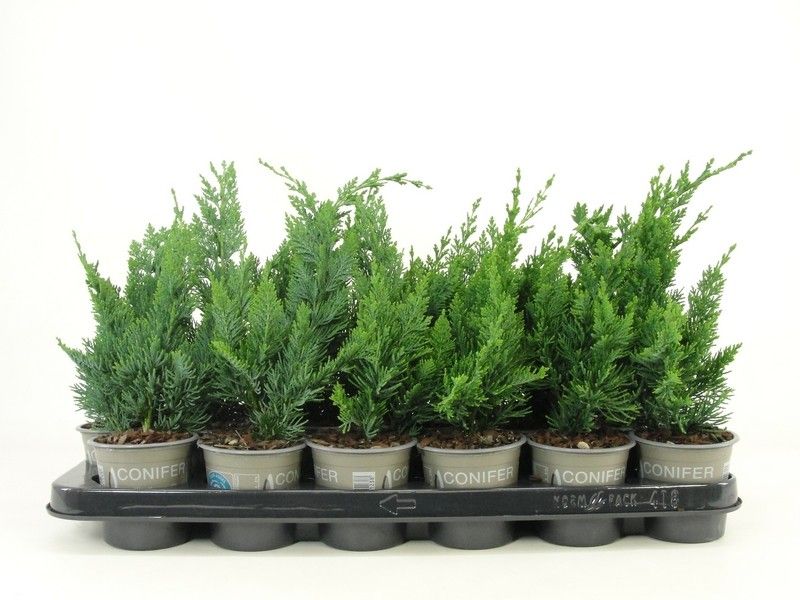 Chamaecyparis lawsoniana 'Wisselii', D 9